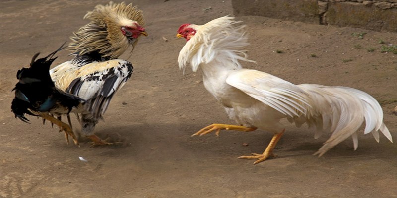 Xem chọi gà thomo ở Việt Nam có phạm luật?